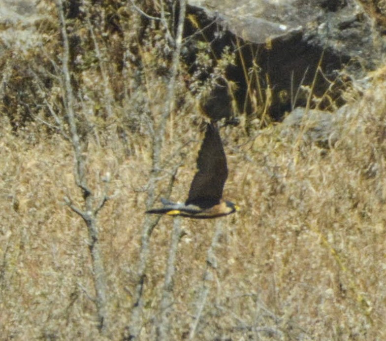 Peregrine Falcon (Shaheen) - ML399336531