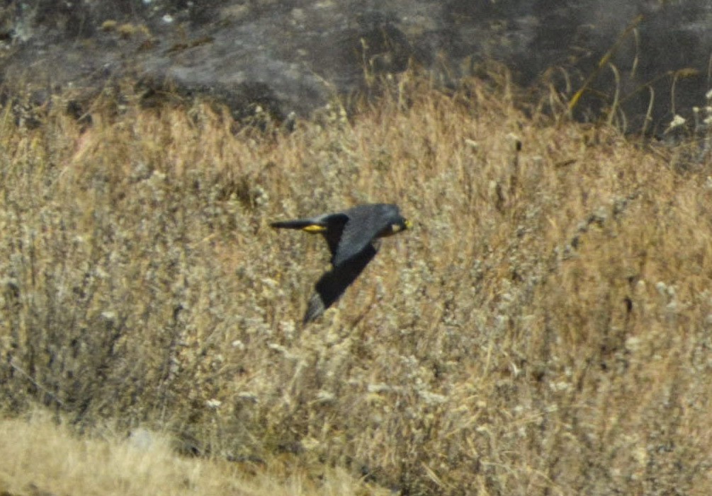 Peregrine Falcon (Shaheen) - ML399336571