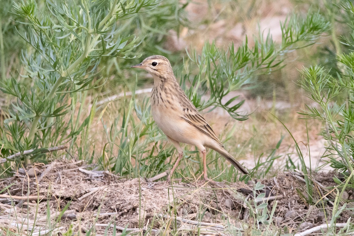 Richard's Pipit - Raphaël Sané