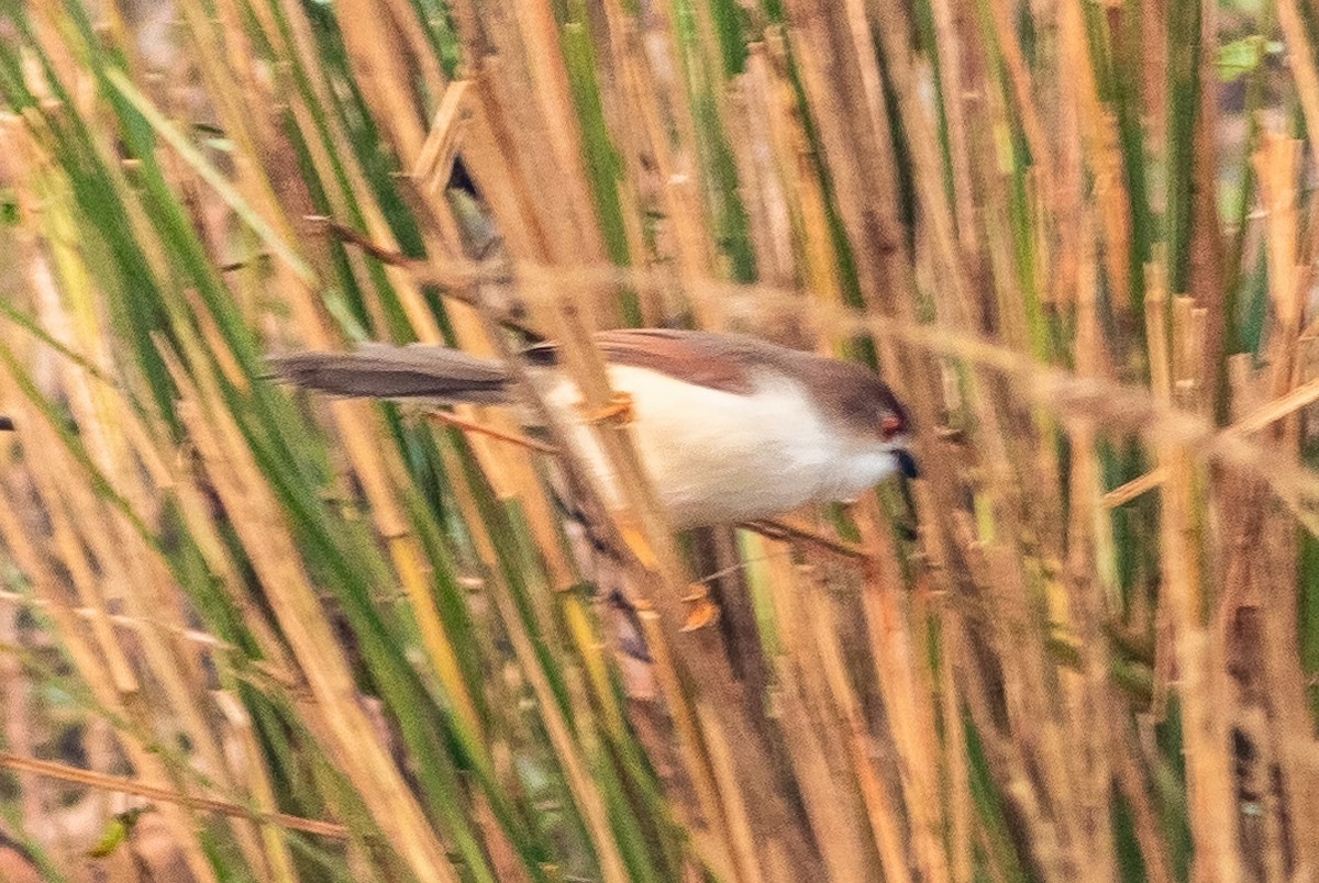 Yellow-eyed Babbler - ML399338791