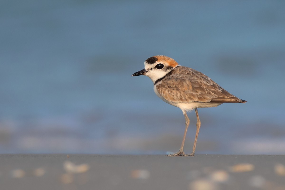 Malaysian Plover - Ayuwat Jearwattanakanok