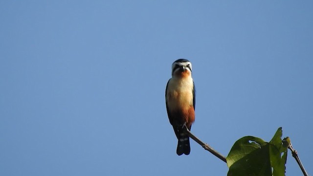 Collared Falconet - ML399340281