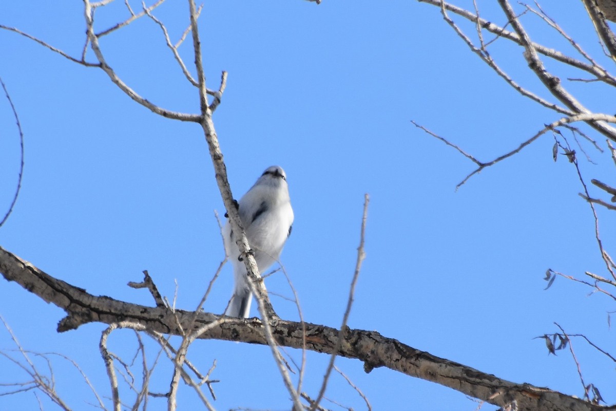 Akça Baştankara - ML399341171