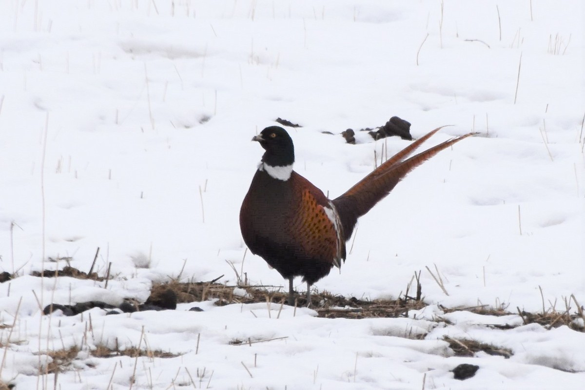 Ring-necked Pheasant - ML399341411