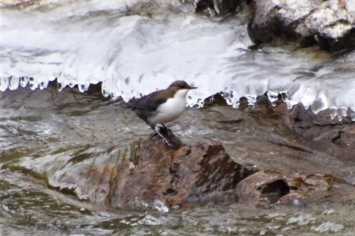 White-throated Dipper - ML399342201