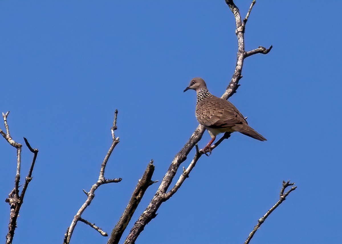 Spotted Dove - ML399343391