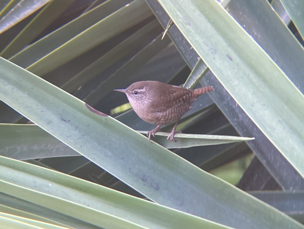 Халгайч урагчин - ML399343701