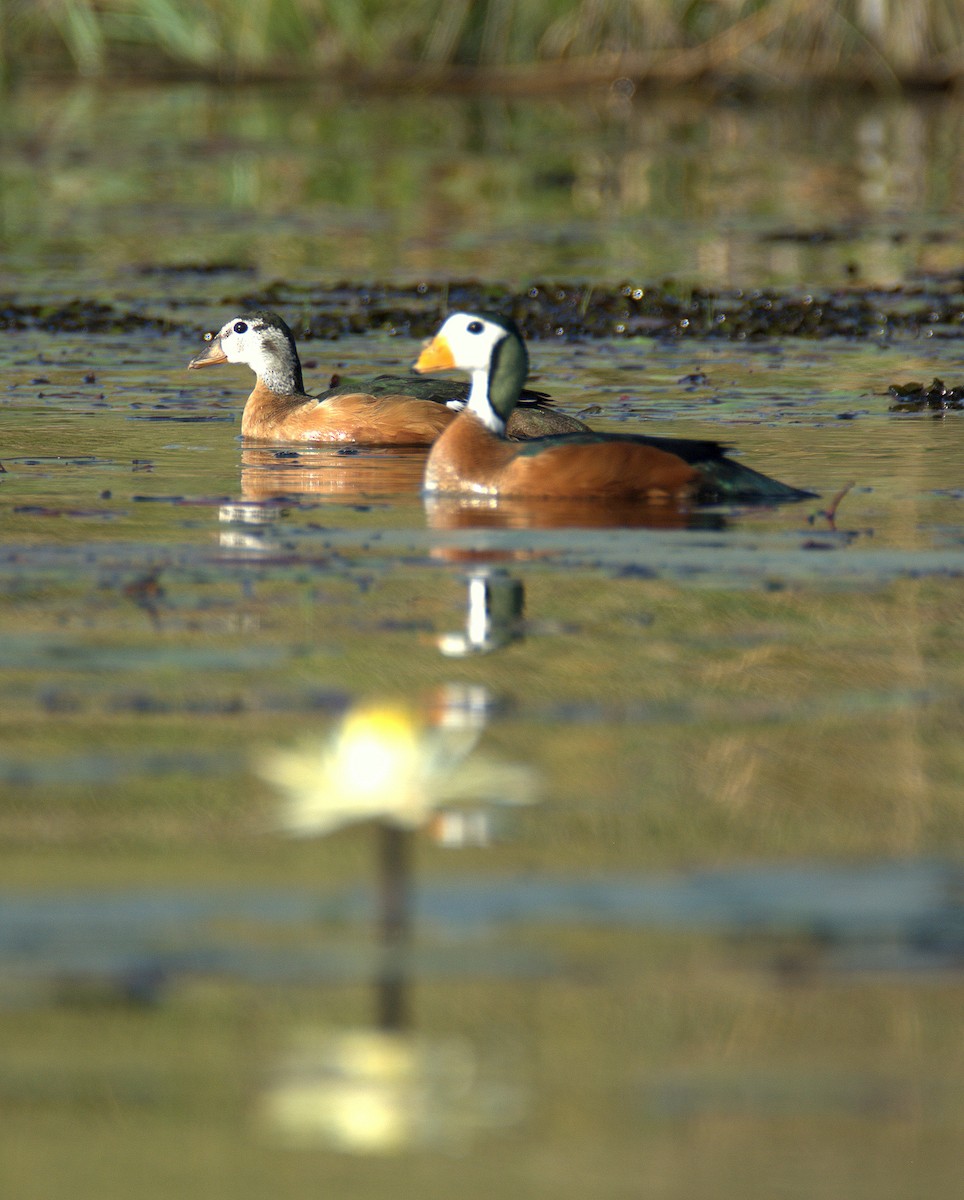 African Pygmy-Goose - ML399344341