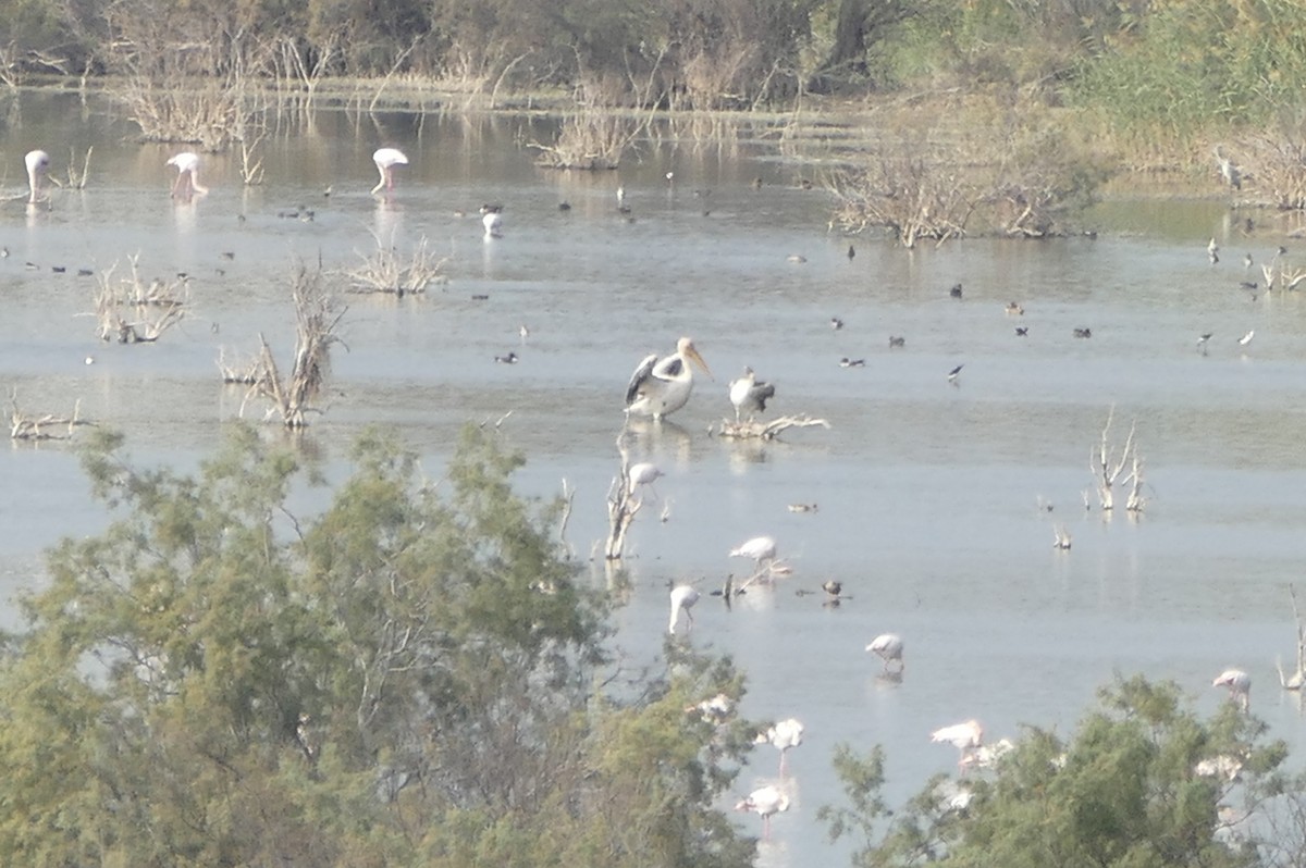 Great White Pelican - ML399345731