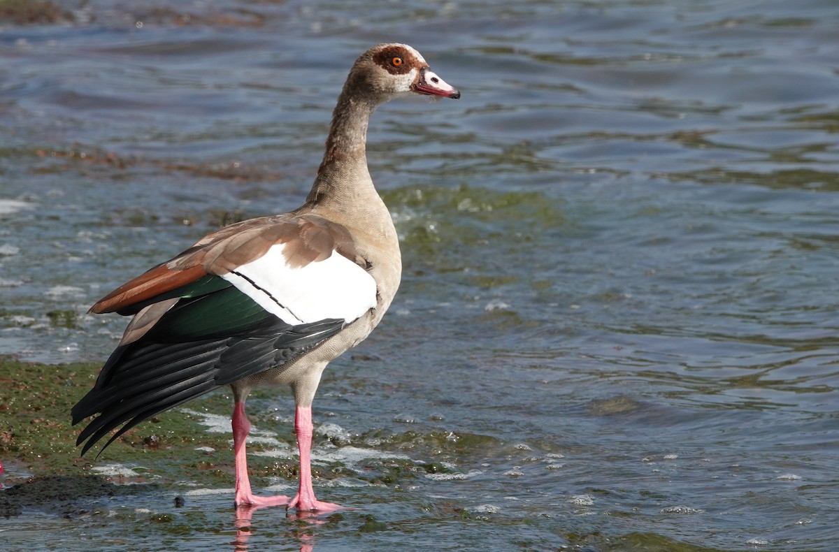 Egyptian Goose - Peter Burke