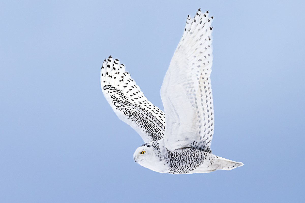 Snowy Owl - Brad Imhoff