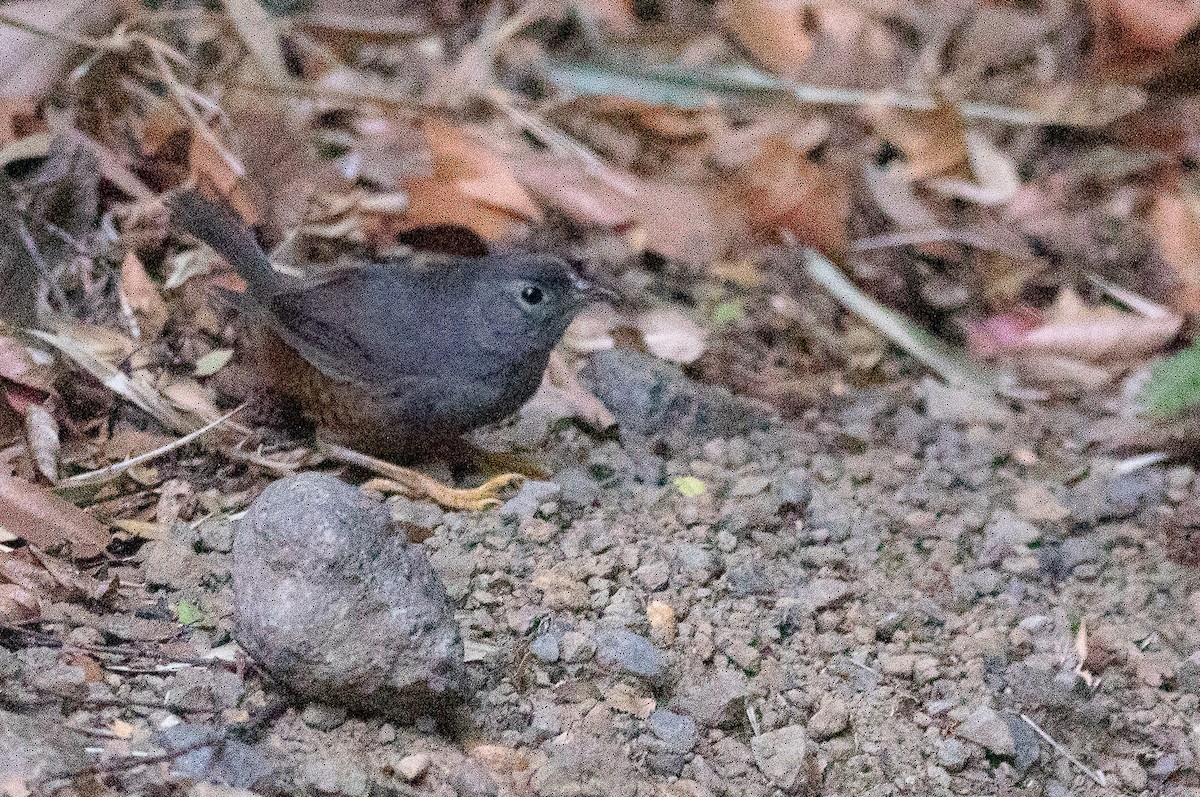 Ochre-flanked Tapaculo - ML399351311