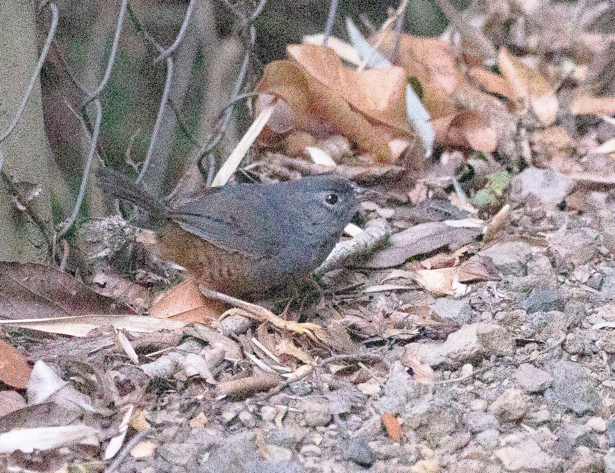 Ochre-flanked Tapaculo - ML399351331