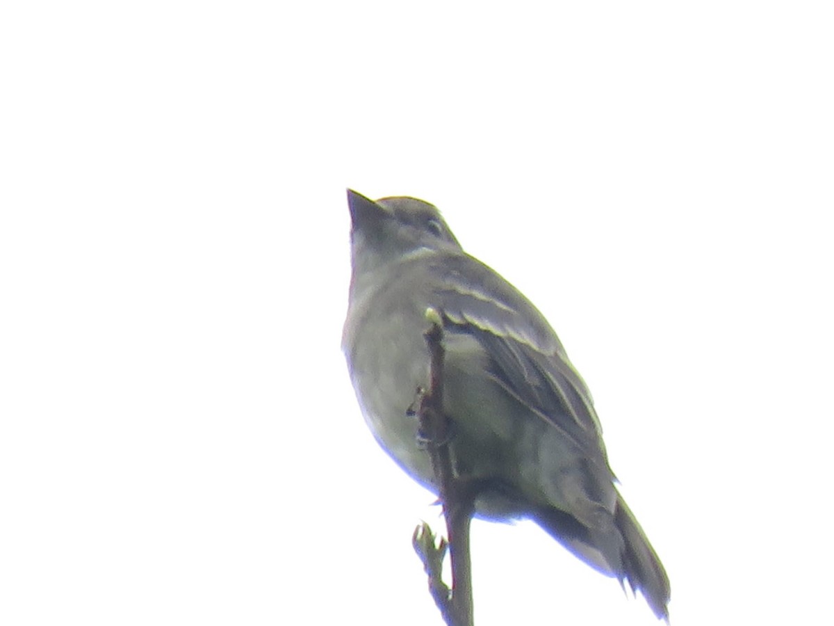 Eastern Wood-Pewee - Paola Pantoja