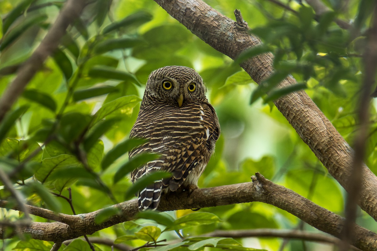 Asian Barred Owlet - ML399352501