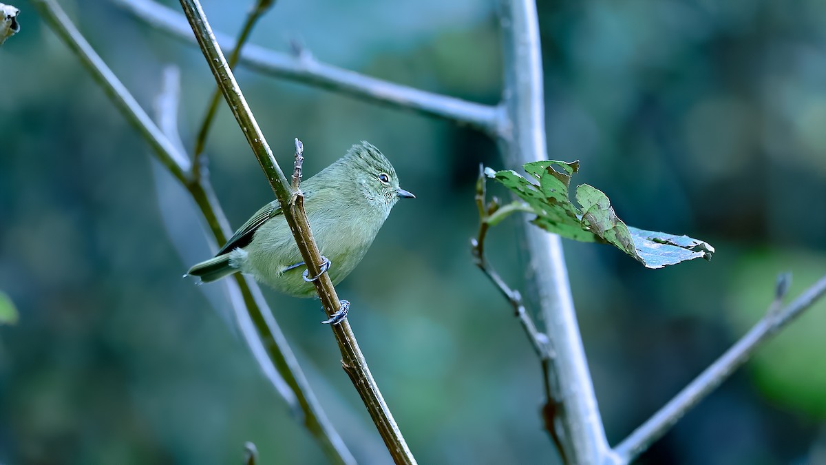 Yellow-browed Tit - ML399353341
