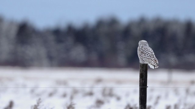 Snowy Owl - ML399354141