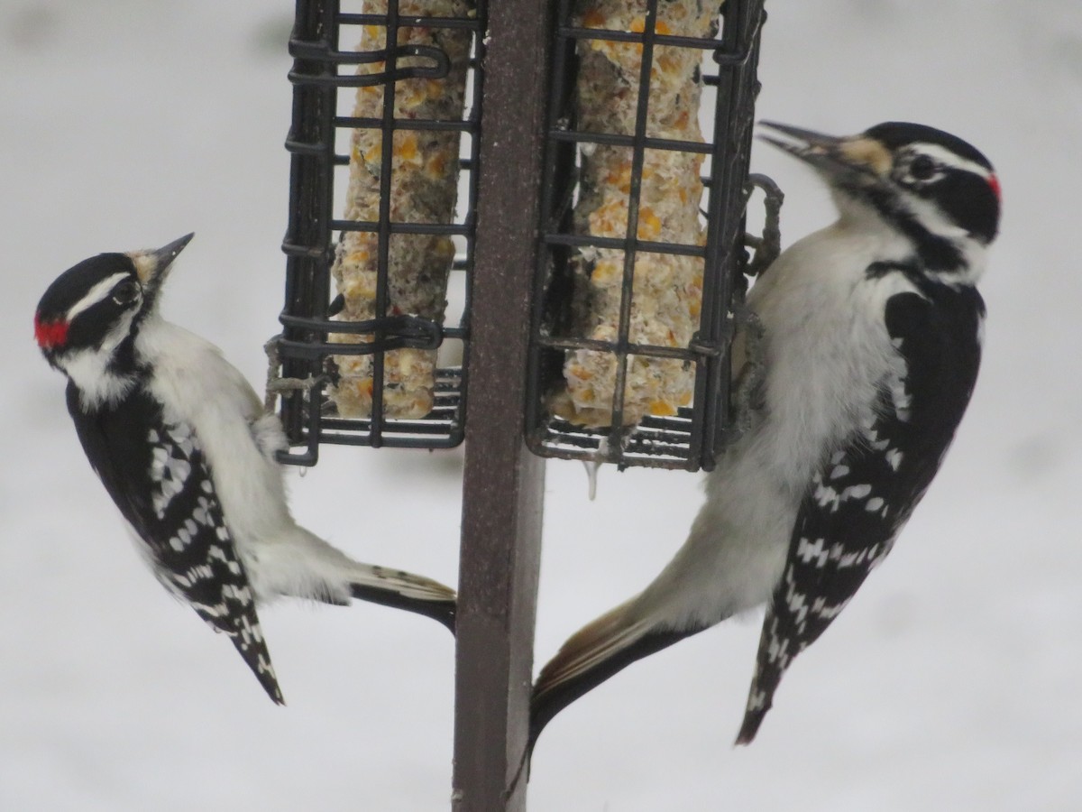 Pico Velloso - ML399355151