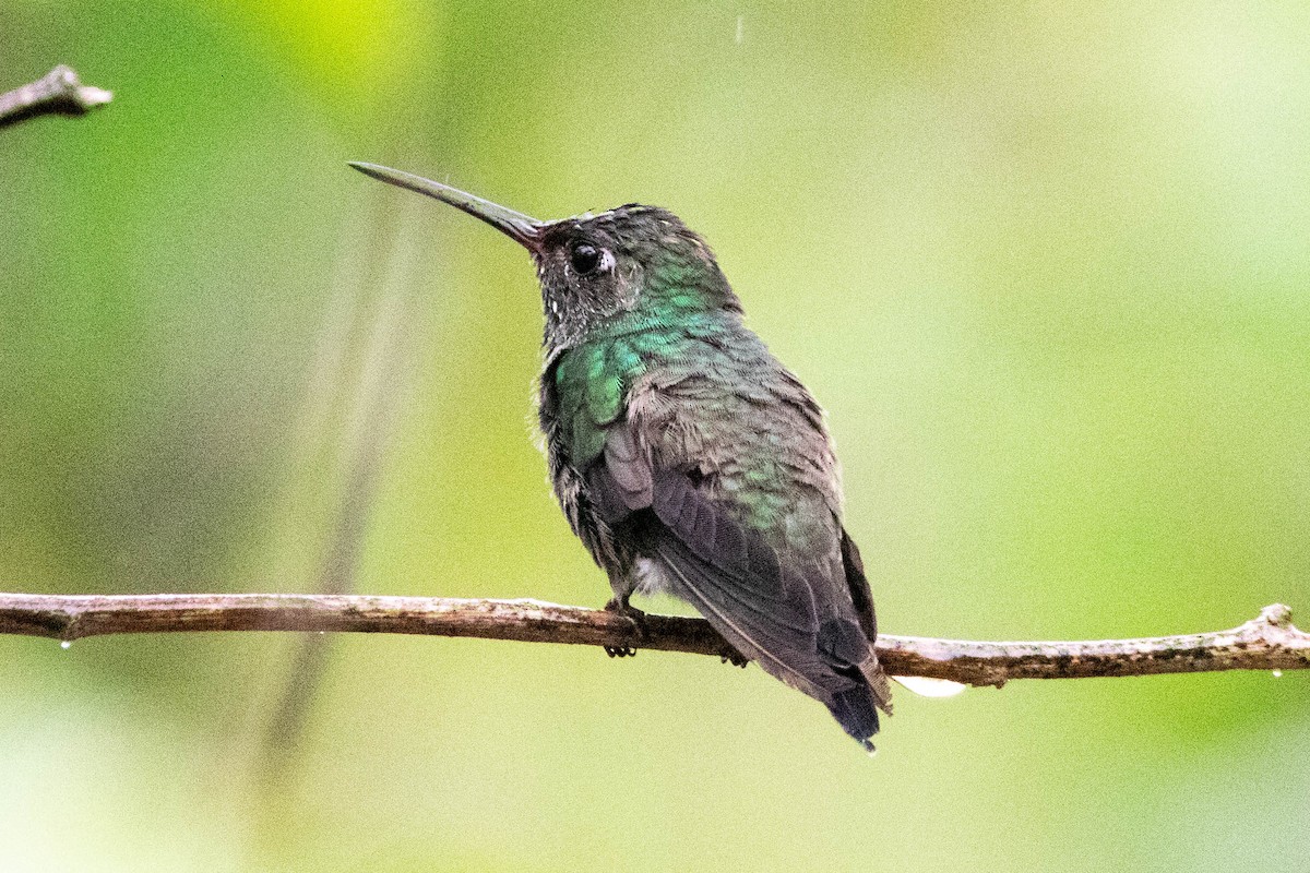 kolibřík zrcadlový - ML399355211