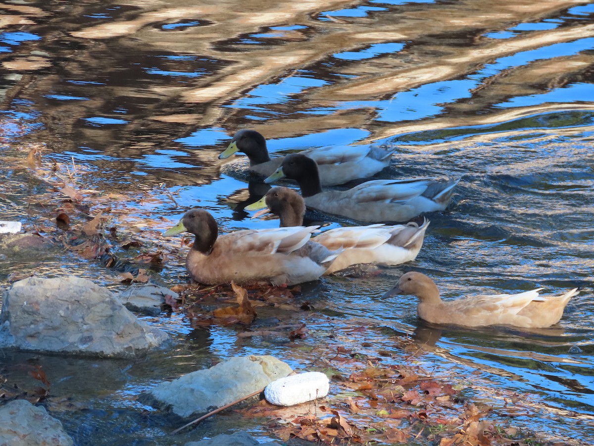 Mallard (Domestic type) - ML399355381