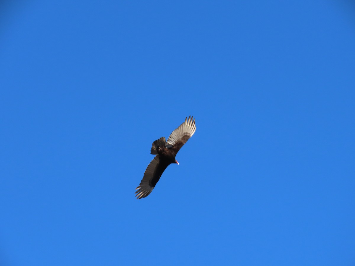 Turkey Vulture - ML399355501