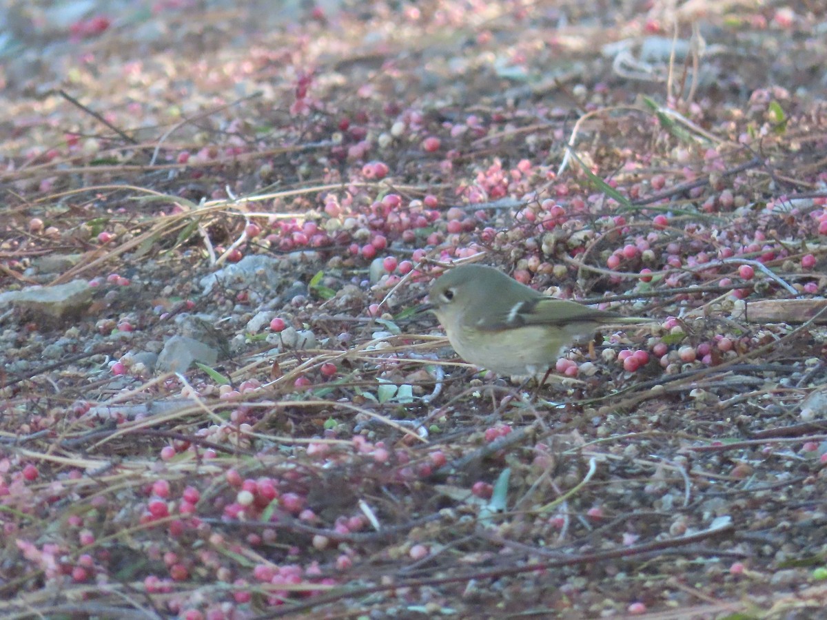 Ruby-crowned Kinglet - ML399355661