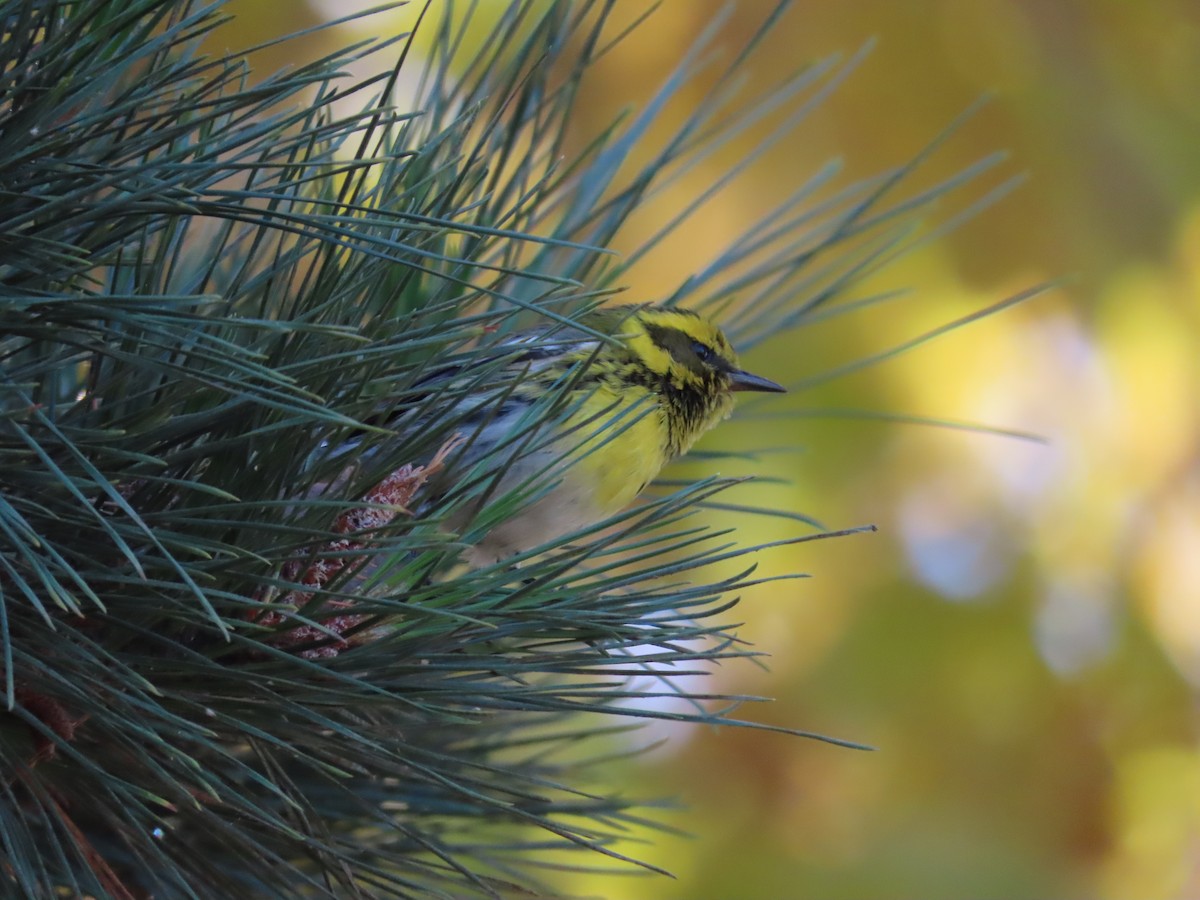 Townsend's Warbler - ML399355771