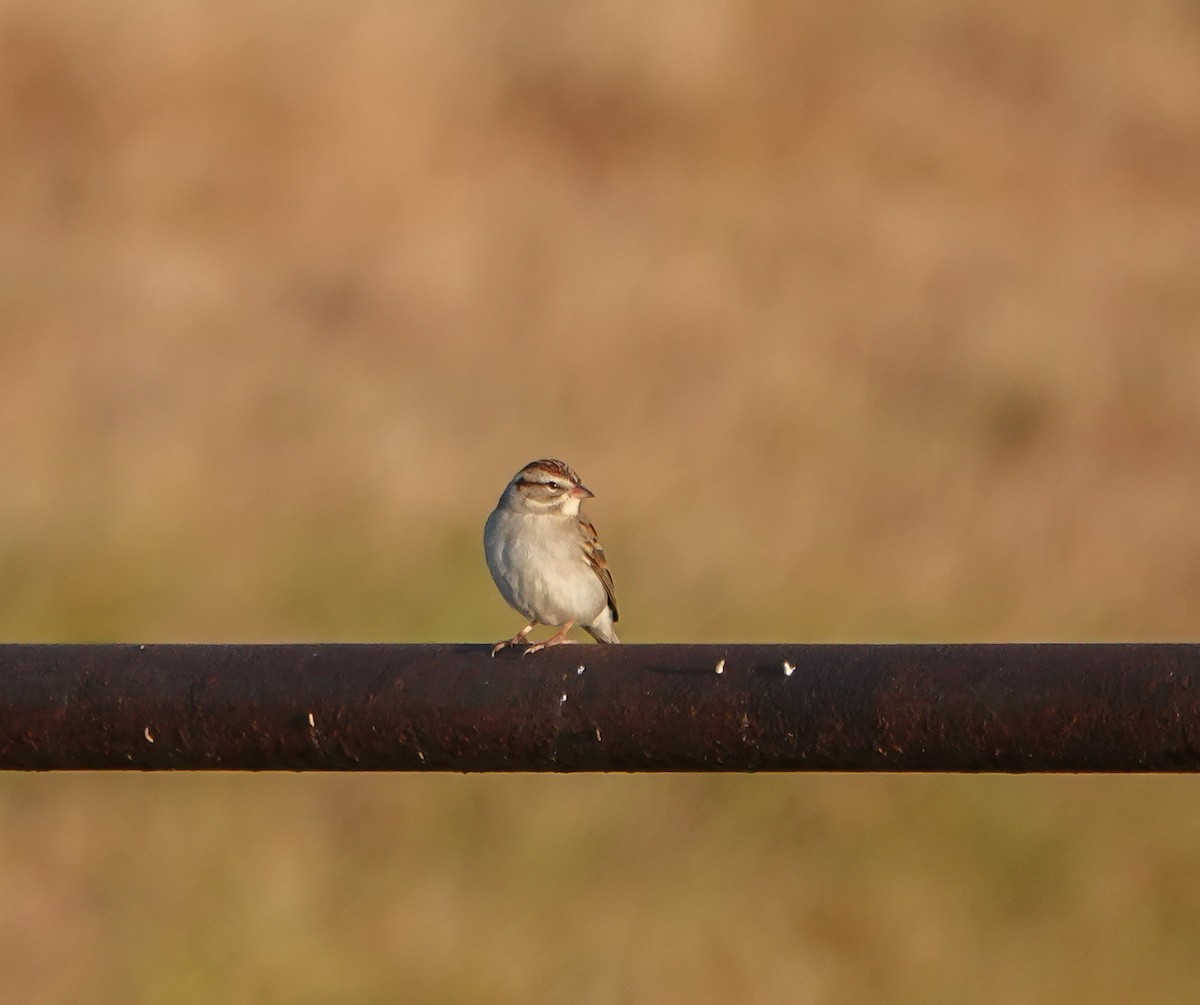 Chipping Sparrow - ML399355851