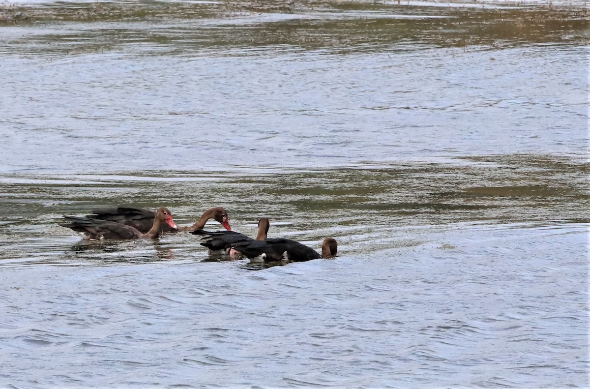 Spur-winged Goose - ML399356481