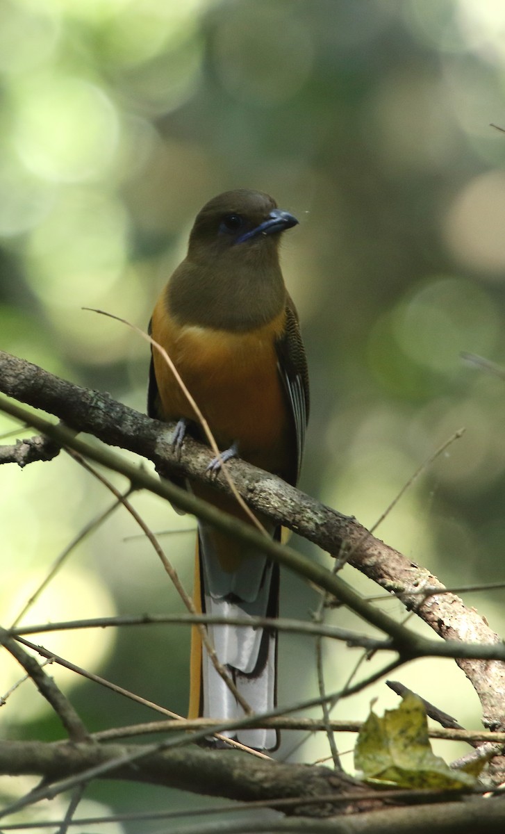 Malabar Trogon - ML399356941