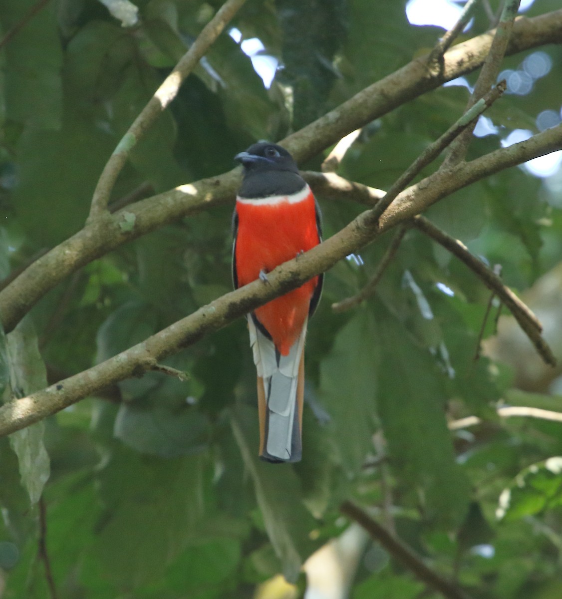 Malabar Trogon - ML399357101