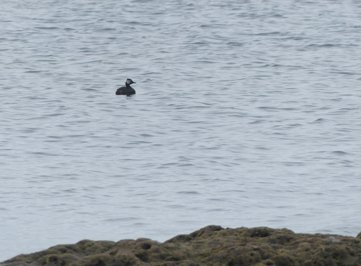 White-tufted Grebe - ML399358521