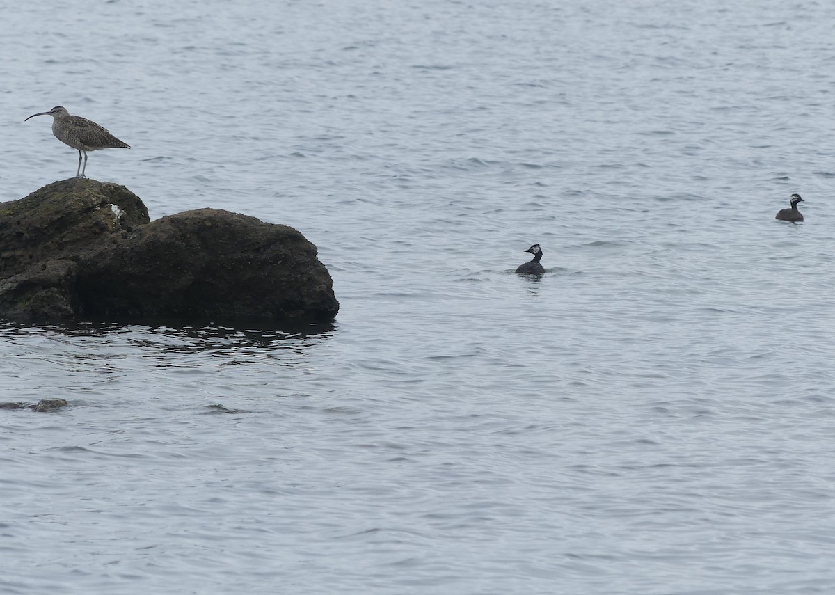 White-tufted Grebe - ML399358561