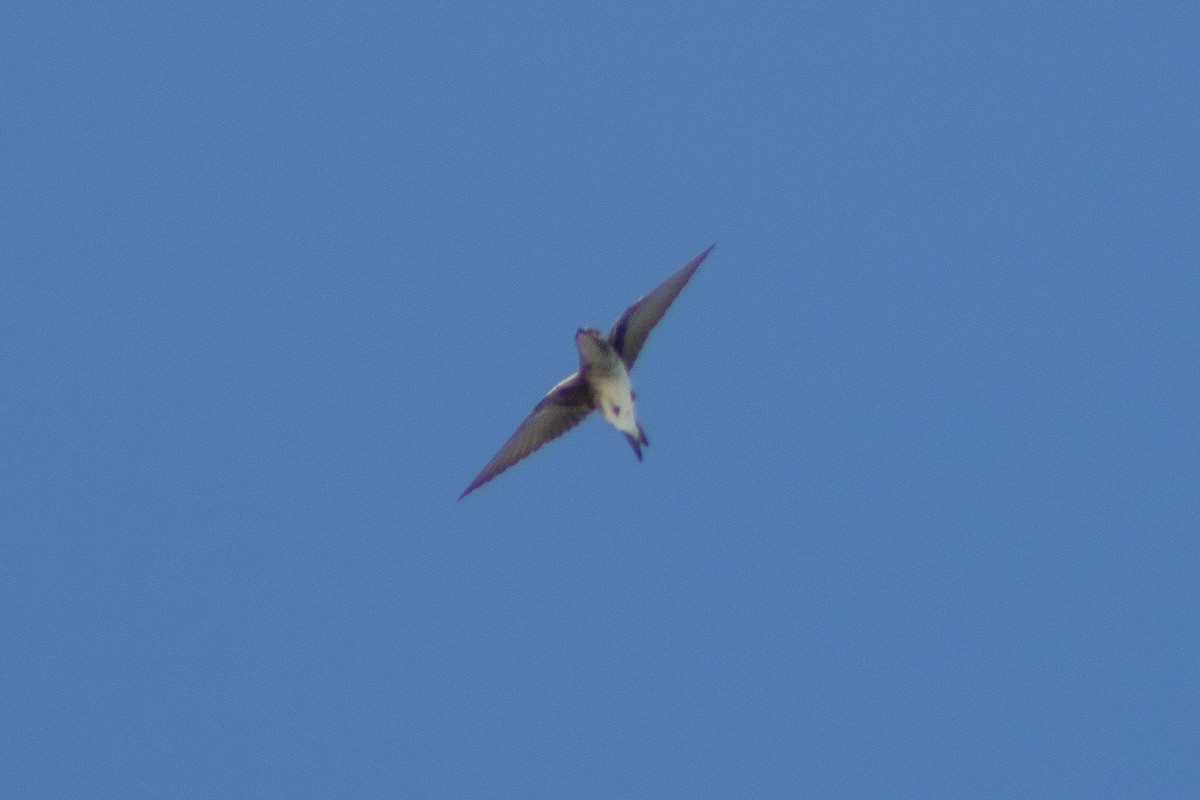 Gray-breasted Martin - ML399358981