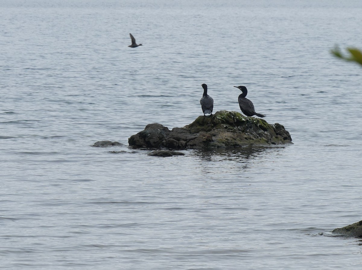 Neotropic Cormorant - ML399359101