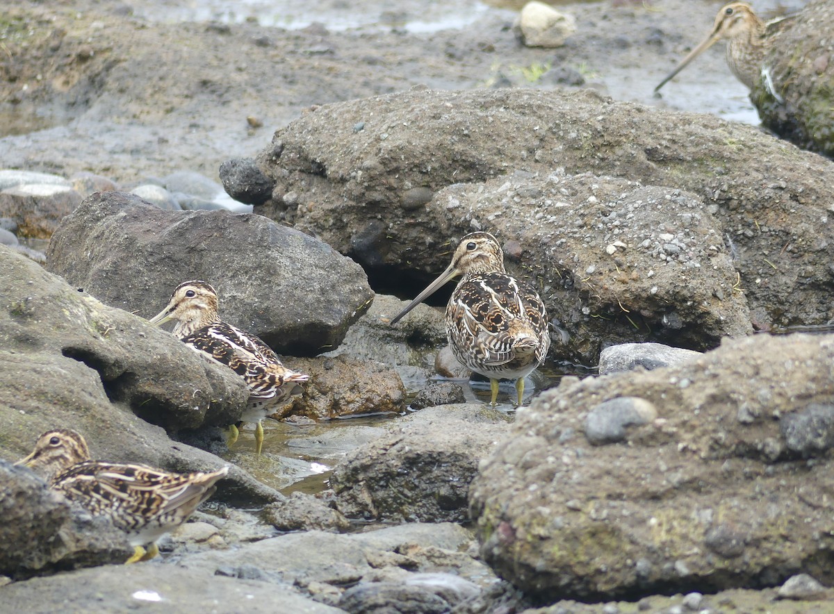 Magellanic Snipe - joaquin vial