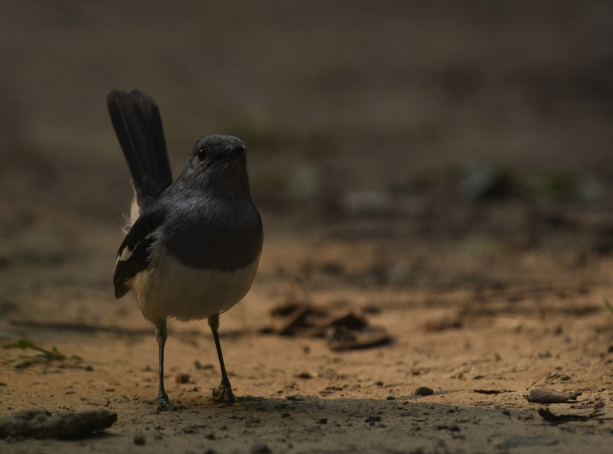 Oriental Magpie-Robin - ML399359371