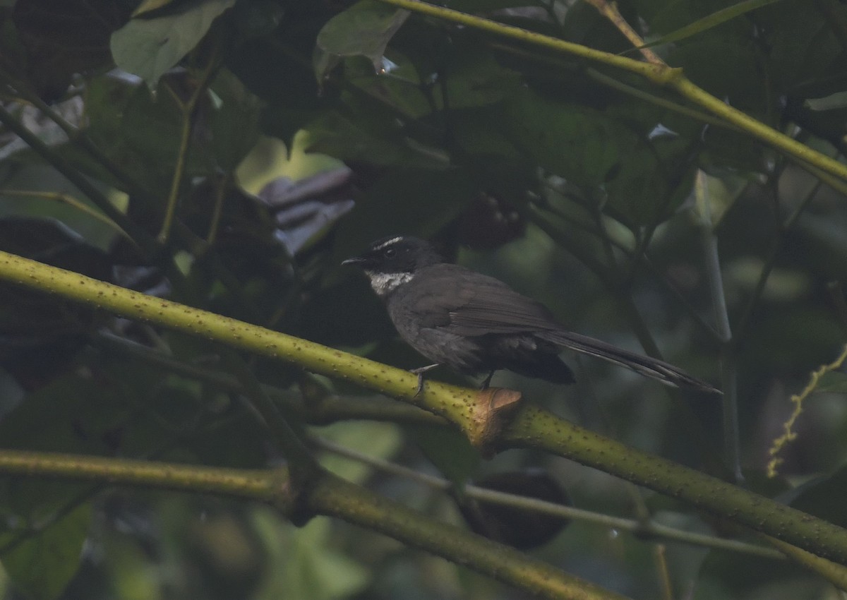 White-throated Fantail - ML399359401