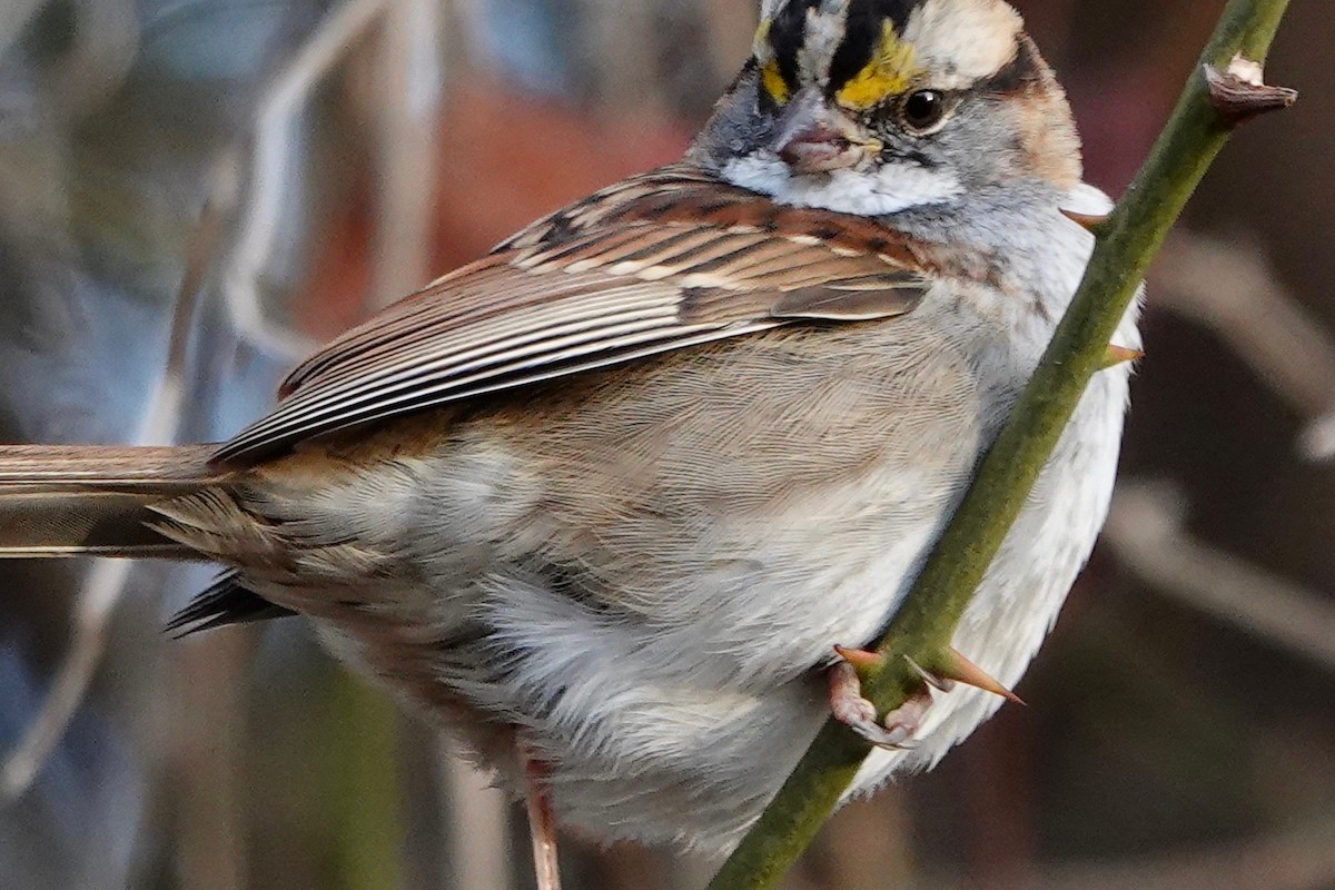 White-throated Sparrow - ML399359941