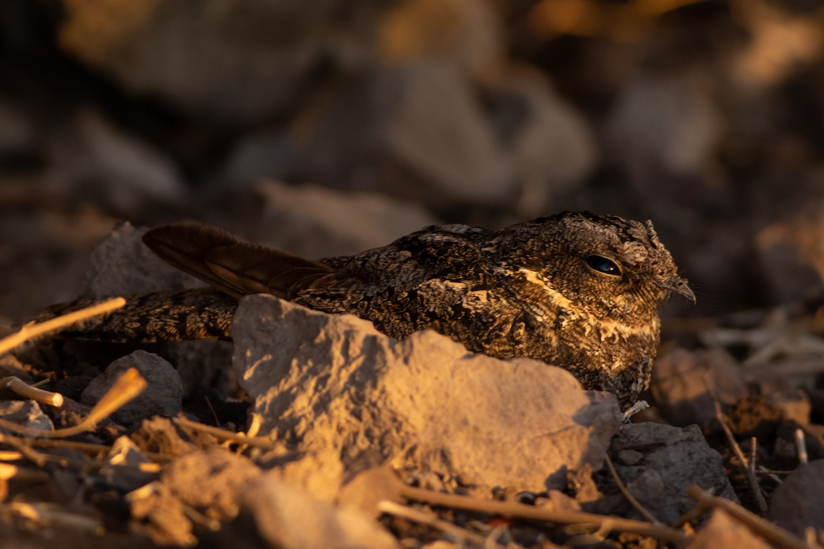 Band-winged Nightjar (Austral) - Ariel Cabrera Foix