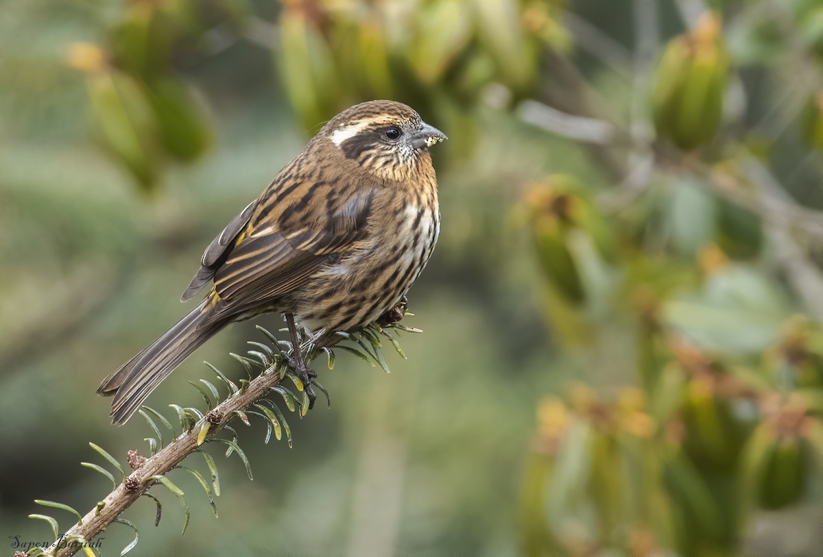 Roselin de Thura - ML399363791