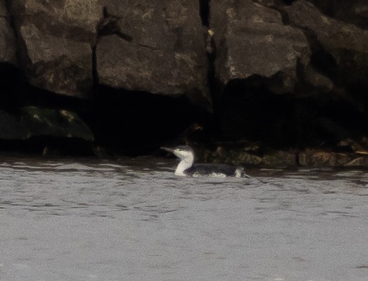 Red-throated Loon - Laura Gooch