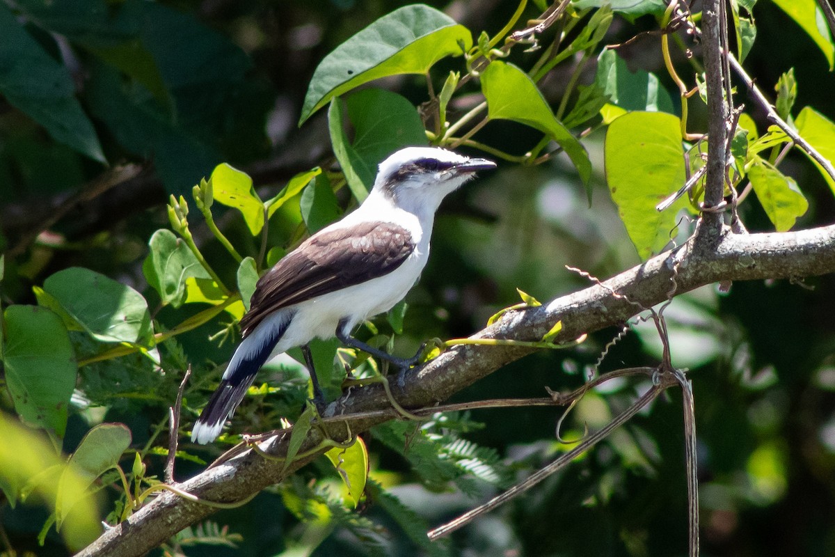 Masked Water-Tyrant - ML399365111