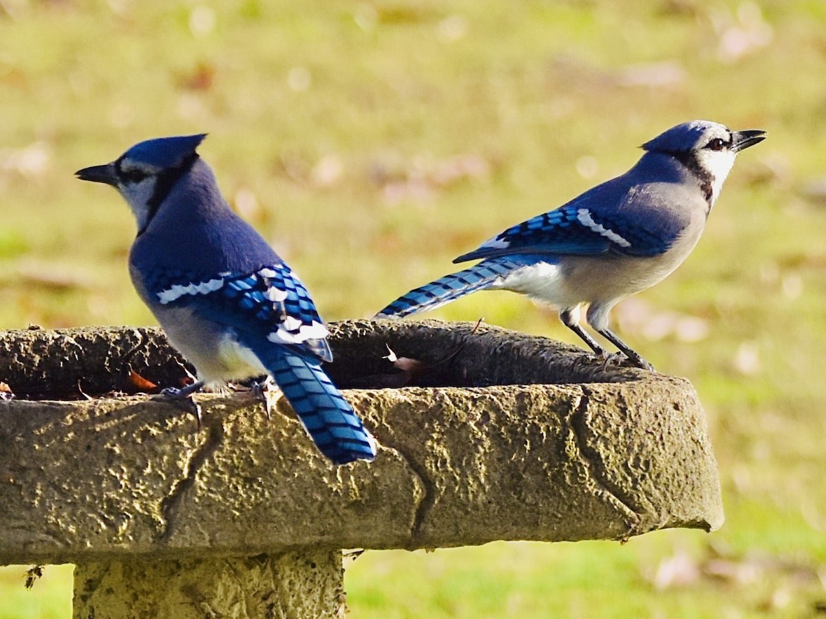 Blue Jay - Jason C. Martin