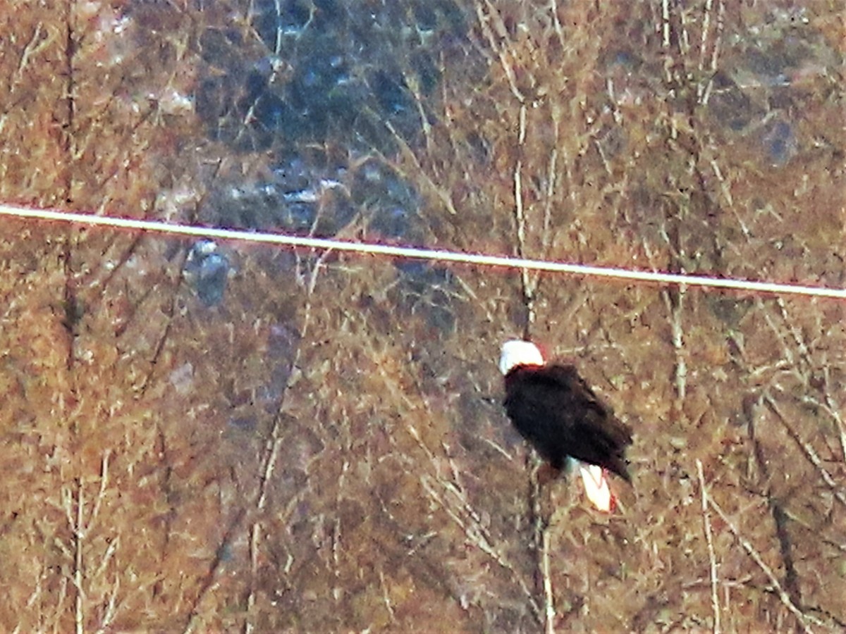 Bald Eagle - Maryse Lessard