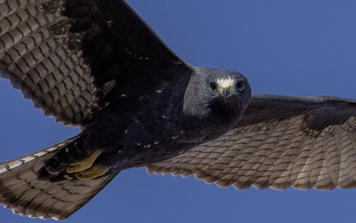 Zone-tailed Hawk - Marky Mutchler