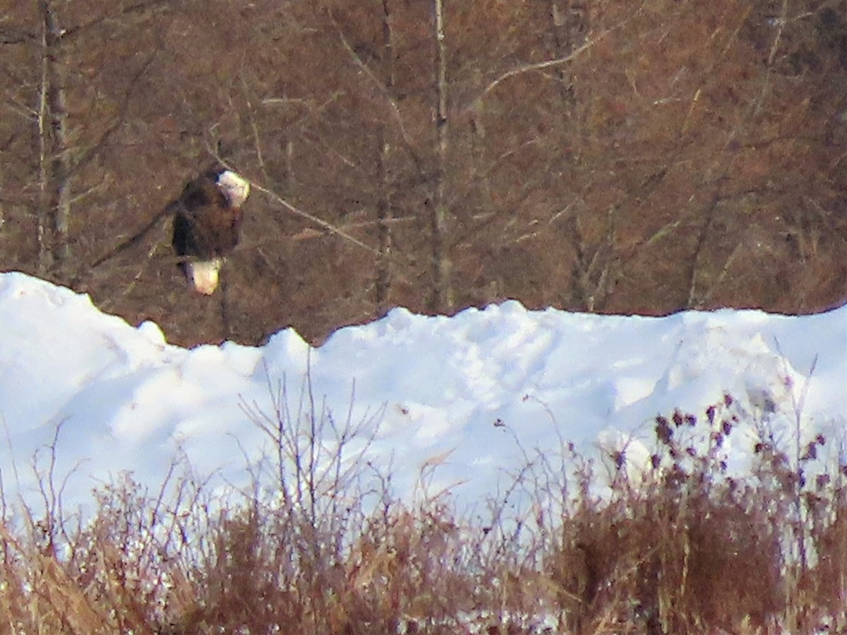 Bald Eagle - Maryse Lessard