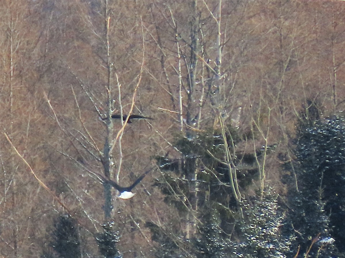 Bald Eagle - ML399366801