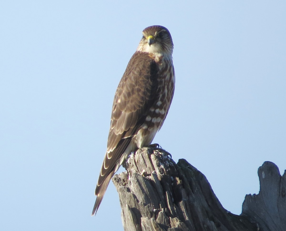 Faucon émerillon (columbarius) - ML39936861