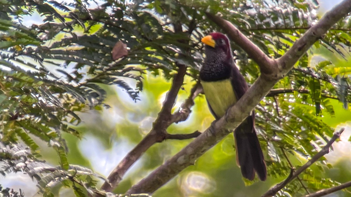 Western Yellow-billed Barbet - ML399369761